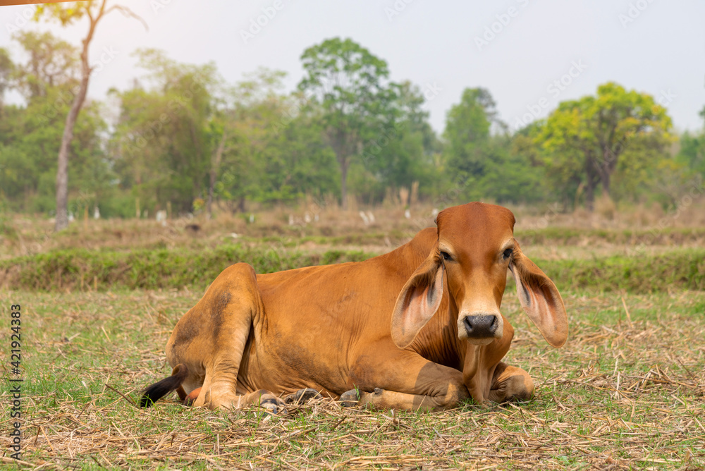 Young cow lying on the green grass, Thai baby ox resting in farmland, Livestock in the countryside of Thailand. Young cow lying on the green grass, Thai baby ox resting in farmland, Livestock in the countryside of Thailand.