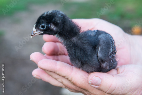 baby in hand