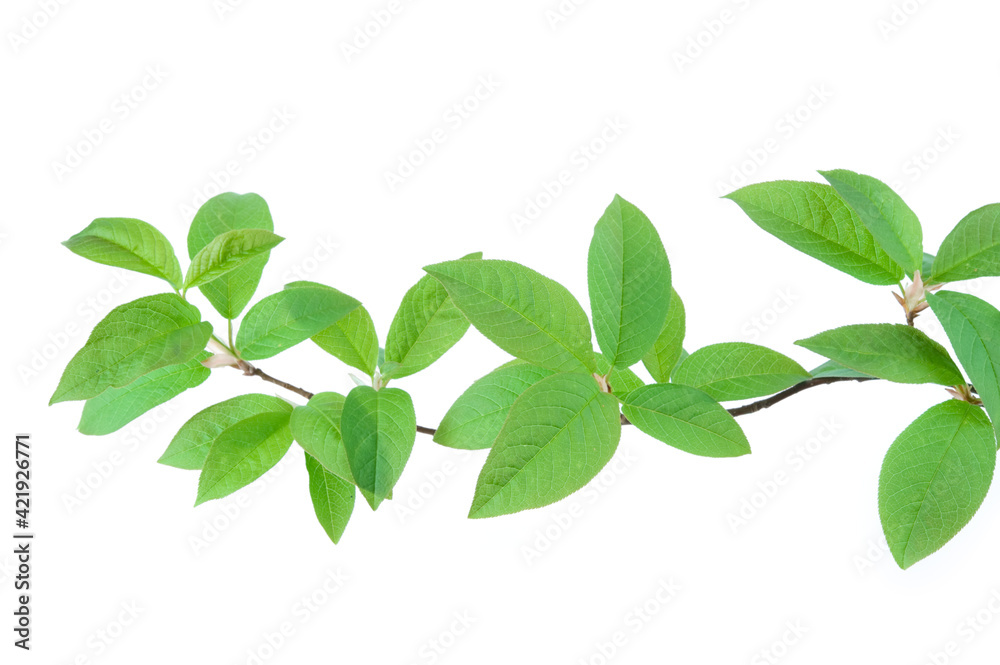 Bird cherry (Prunus padus) branch and green leaves in springtime, isolated on white background.
