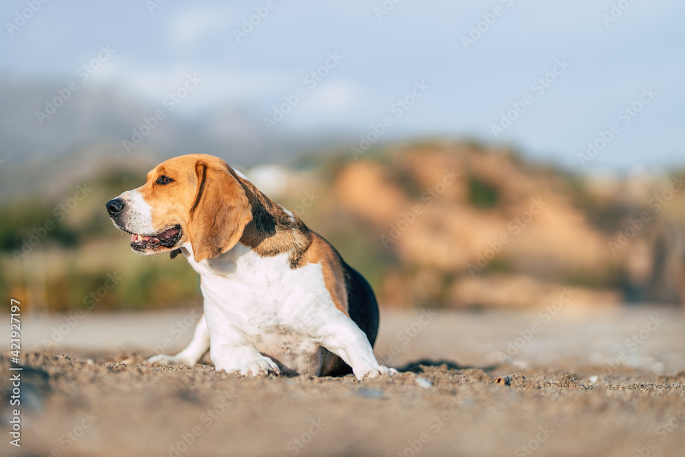 Bonito beagle tumbado en la playa 