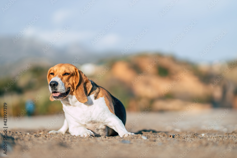 Bonito beagle tumbado en la playa 