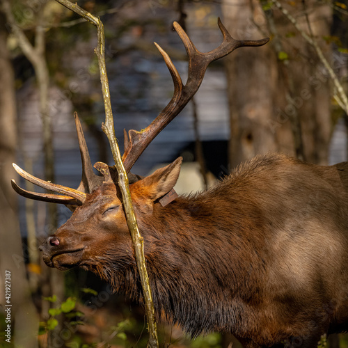 Closed Eye Bull Elk Enjoys Head Scratches photo