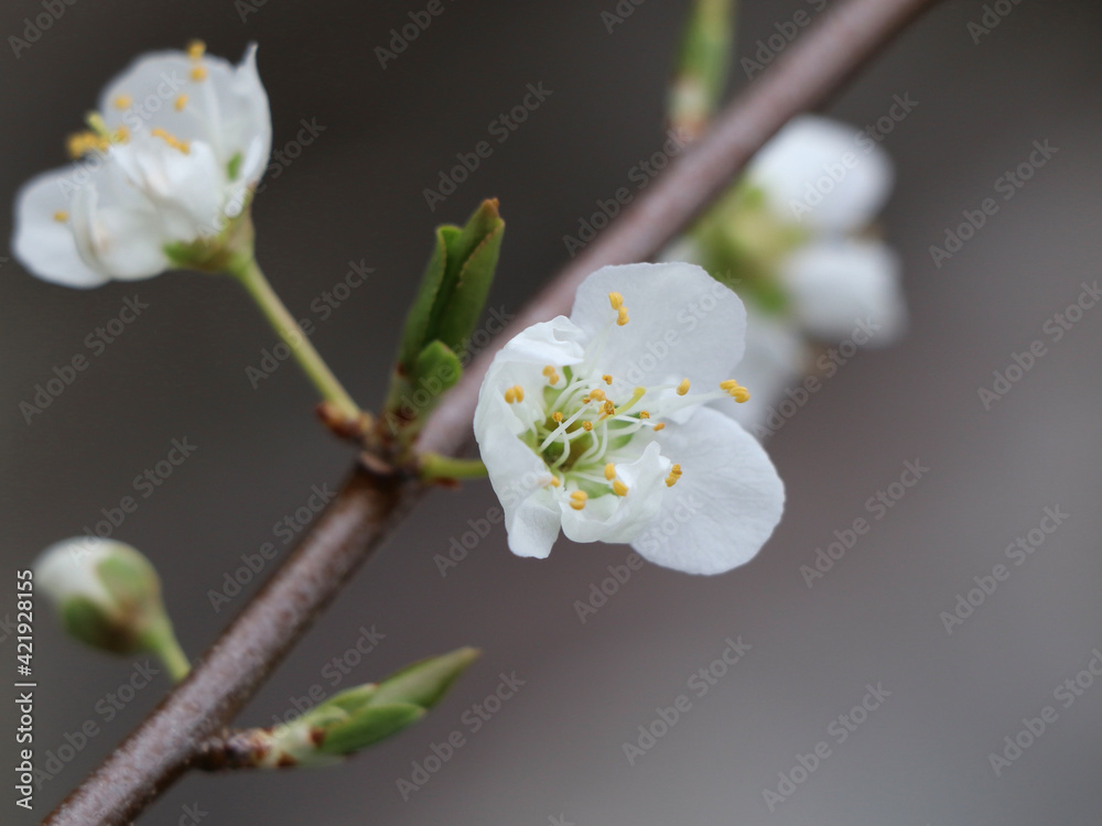 Cherry spring white Cherry spring white