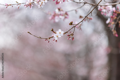 伸びた枝に咲く2輪の白い桜