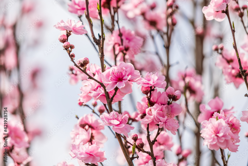 満開のピンク色の花、日本、春