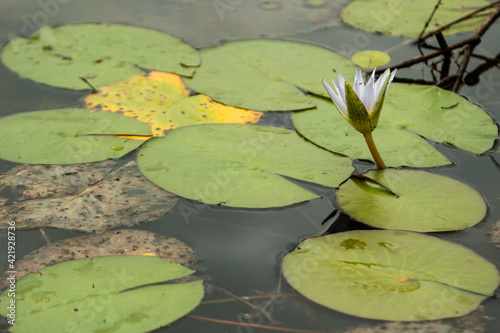 Fototapeta Naklejka Na Ścianę i Meble -  white aquatic flower with yellow core inside the river with plants around

