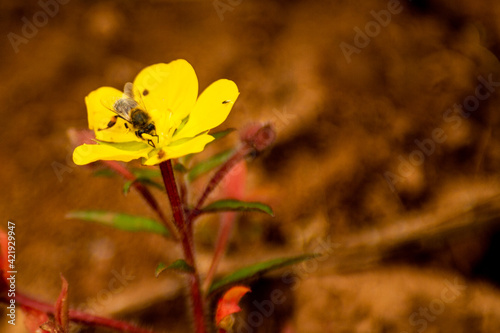 abelha pousada numa flor amarela