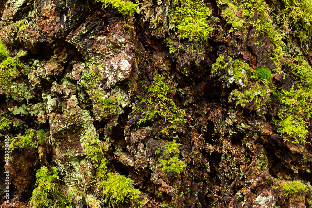Moss on rough pine bark texture Moss on rough pine bark texture