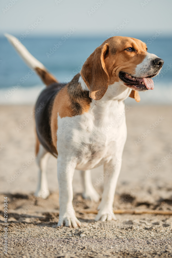 Beagle contento en la playa 