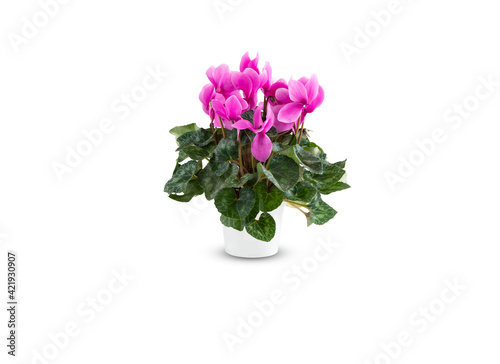 Pink cyclamen flower in pot isolated on white background with​ clipping path​