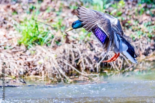 Duck landing in the water