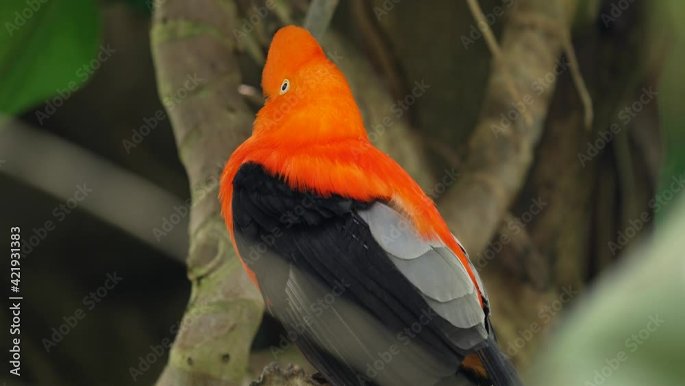 This video shows a wild Andean Cock-of-the-Rock (Rupicola peruvianus) bird perched in lush tree tops surroundings, preening it's feathers and looking around.