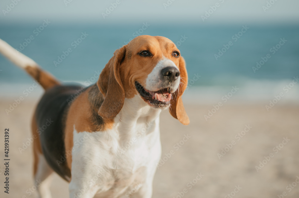 Perro beagle con mirada atenta en la playa 