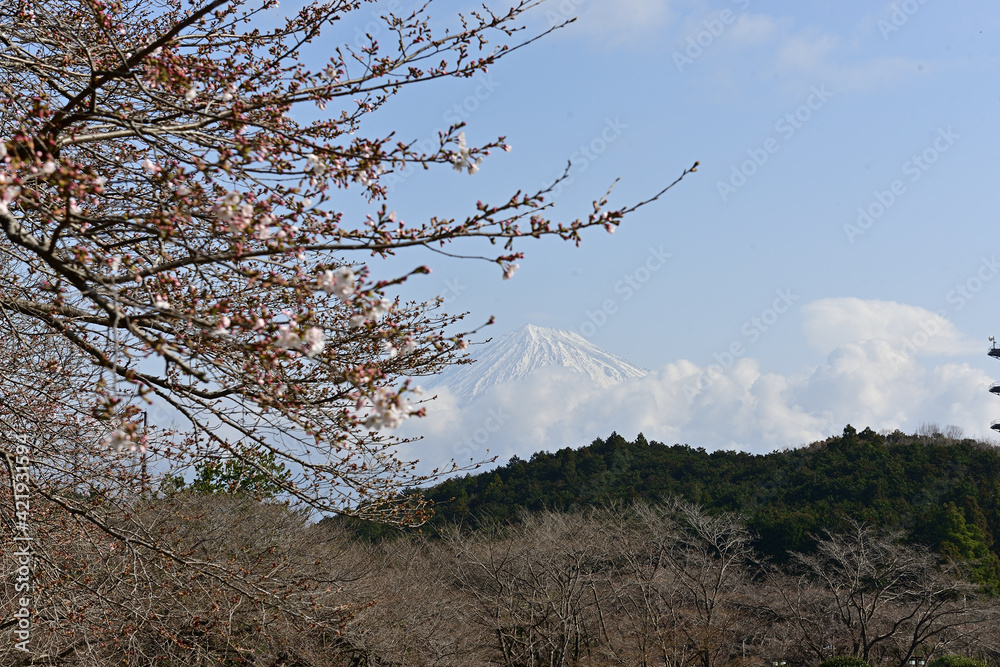 Fototapeta premium I went to the park full of cherry blossom trees today. And it was so beautiful