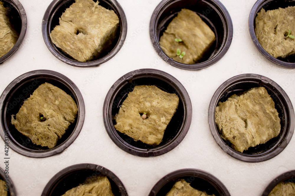 Germination on rockwool for hydroponic. Preparing for the cultivation of plants in the garden. Green sprout. Breeding ground. Natural product. Germination on rockwool for hydroponic. Preparing for the cultivation of plants in the garden. Green sprout. Breeding ground. Natural product.