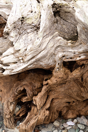 фотографія White and brown driftwood texture