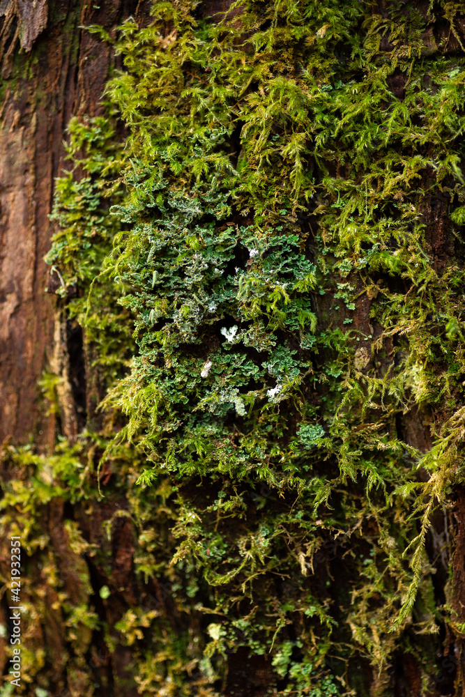 Long moss on tree trunk texture