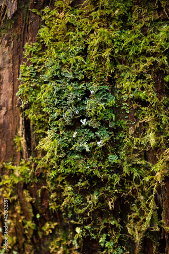 Long moss on tree trunk texture © Jennifer