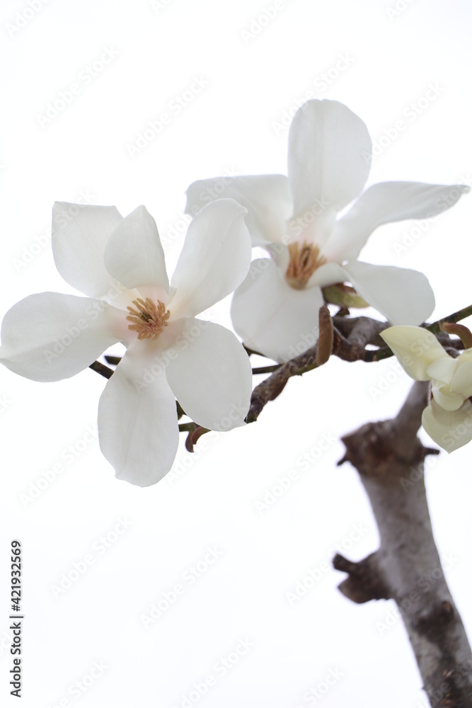 Fototapeta premium 花 白 春 