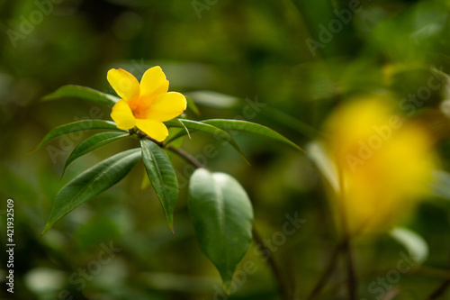 yellow tulip-shaped flower with large green leaves