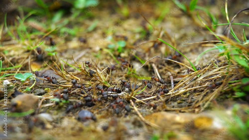 Red wood ant in slow motion Red wood ant in slow motion