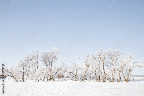 Row of trees covered in white frost in a daytime winter countryside landscape