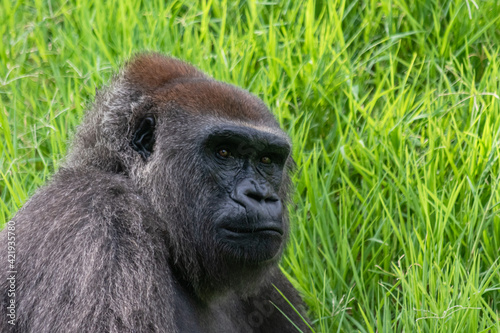 Rostro de gorila recostado sobre césped verde