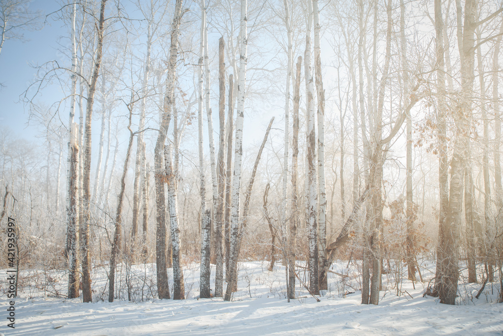 A forest of tall bare trees shrouded in a morning fog in a rural winter Canadian landscape