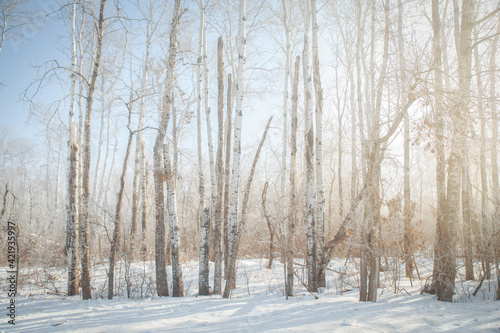 A forest of tall bare trees shrouded in a morning fog in a rural winter Canadian landscape © kat7213