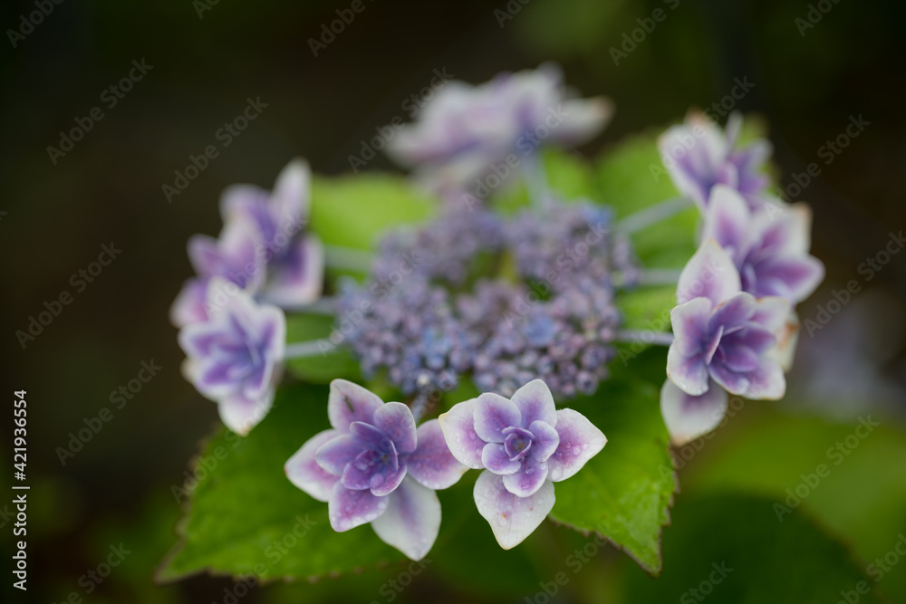 花 花