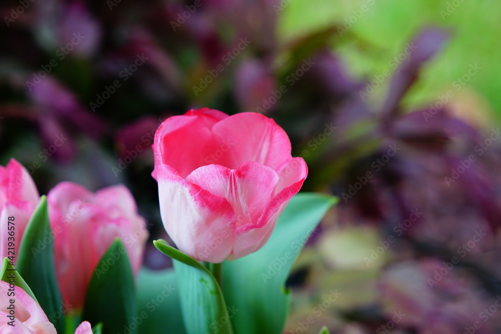 The blooming pink tulip in the spring.