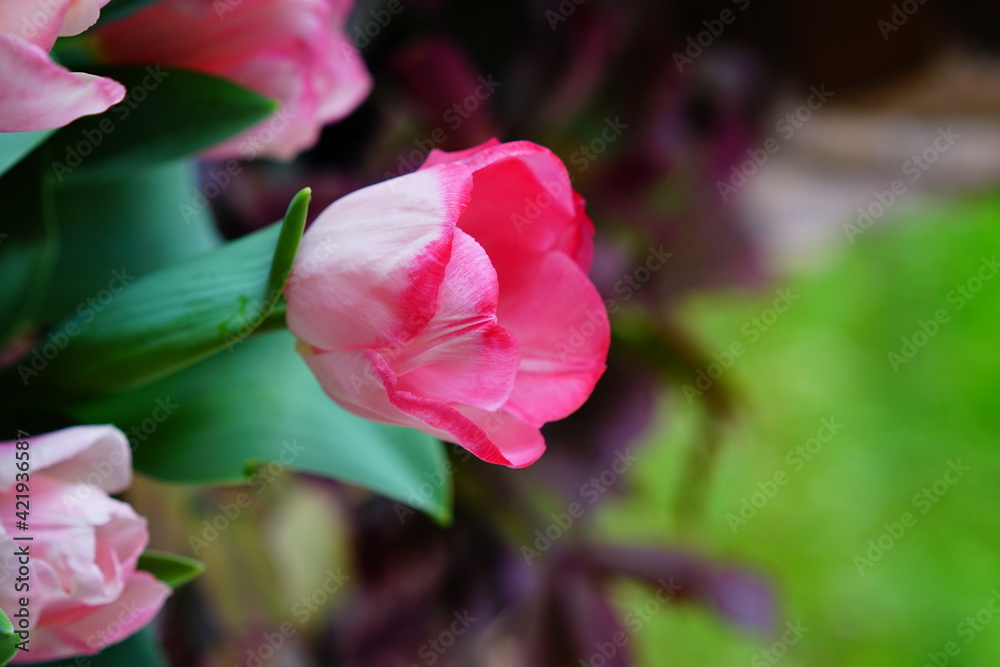 The blooming pink tulip in the spring.