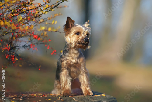Adorable Yorkshire Terrier dog with a puppy haircut posing outdoors sitting near a bush with red berries in autumn © Eudyptula