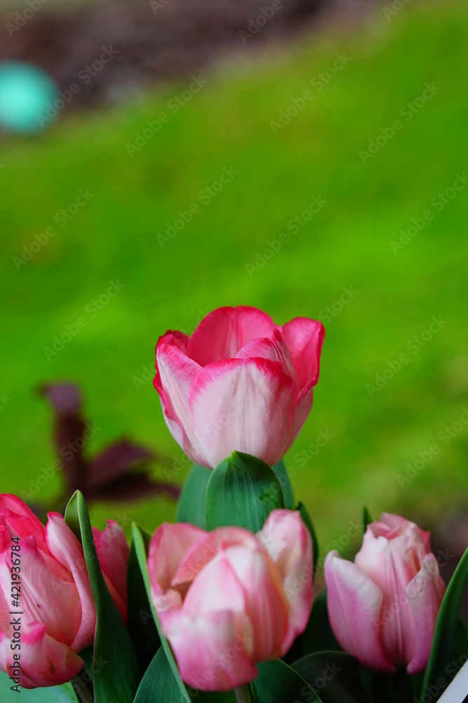 The blooming pink tulip in the spring.