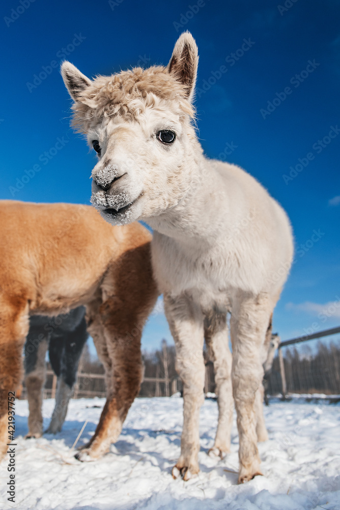 White alpaca in winter. South American camelid.