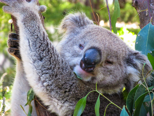 Canvas Print Sleepy koala on eucalyptus tree