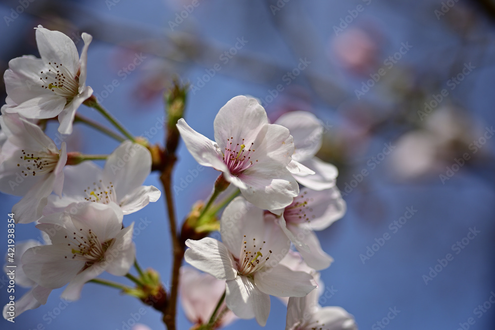 This year the cherry trees are blooming early This year the cherry trees are blooming early