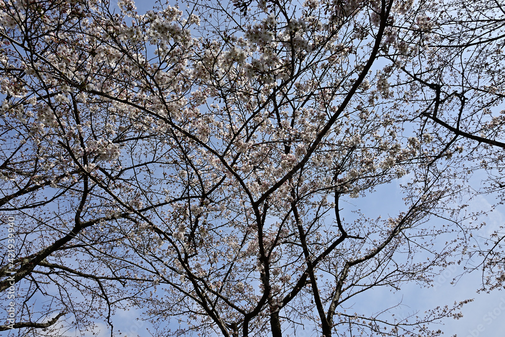 The cherry-blossom trees are in full bloom. The cherry-blossom trees are in full bloom.