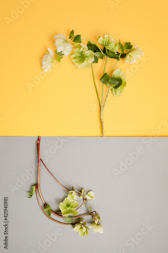 lenten flowers on the gray and yellow background with a place for invitation, text, menu