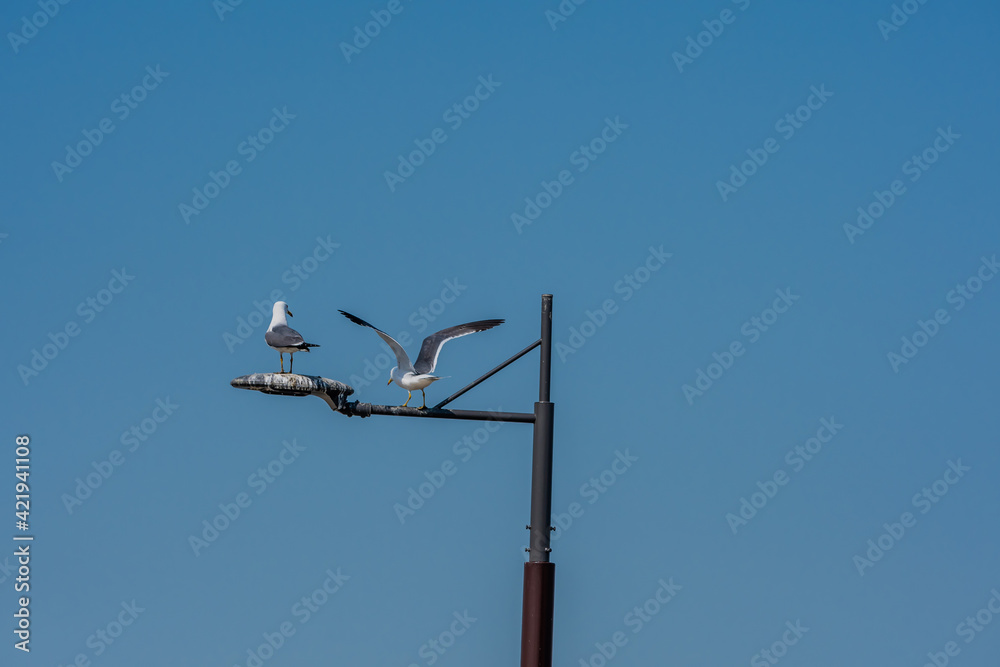 Single seagull perched on top of street light Single seagull perched on top of street light