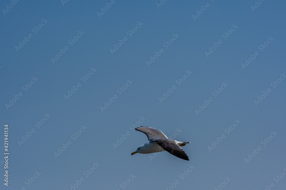 Single seagull flying in clear blue sky.