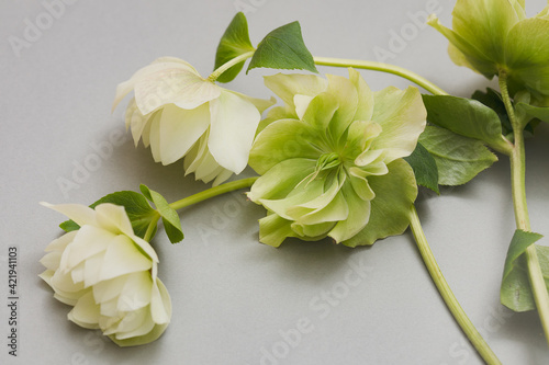 lenten flowers on the gray background with a place for invitation, text, menu