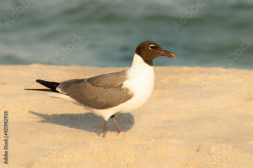 A Bird talking a stroll on the beach