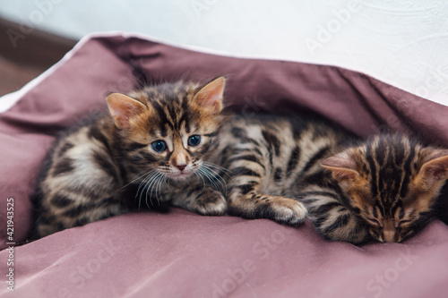 Closee-up Bengal charcoal kittens laying on the pillow