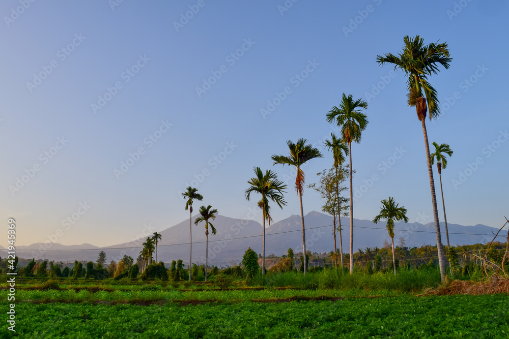 Beautiful farm landscape in village at the feet of Mount Rinjani, Lombok, Indonesia. Beautiful farm landscape in village at the feet of Mount Rinjani, Lombok, Indonesia.