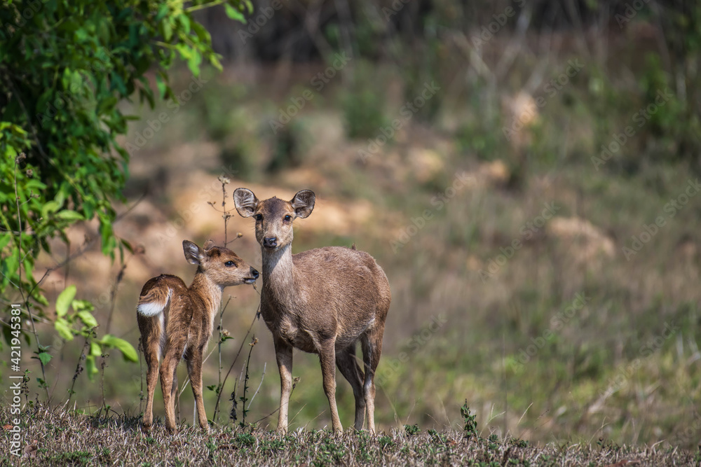 Hog deer and baby in the natural grassland Hog deer and baby in the natural grassland