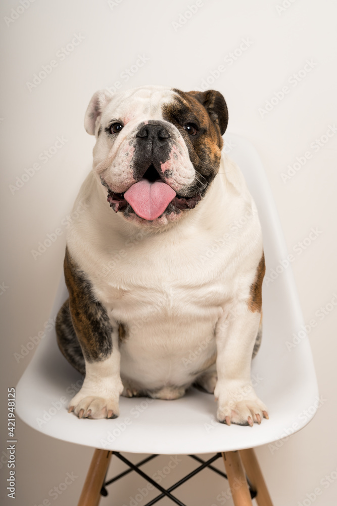 Closeup portrait of a cute bulldog sitting on a chair staring at the camera