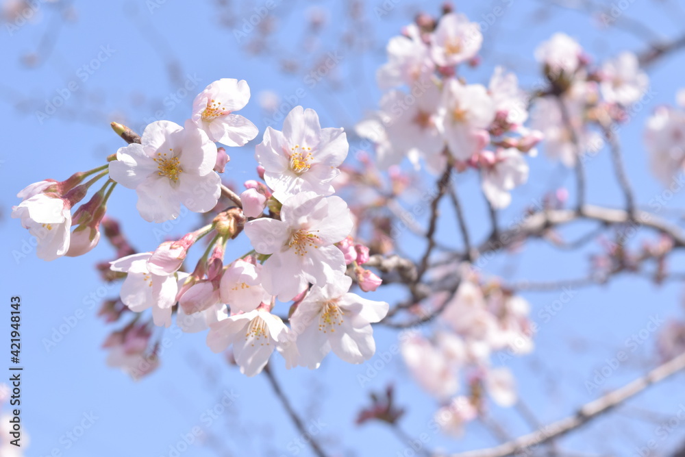 Sakura Sakura