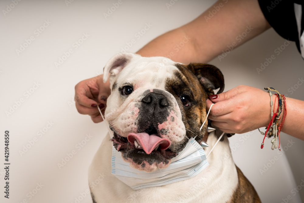 Closeup of a woman putting a medical mask on a bulldog