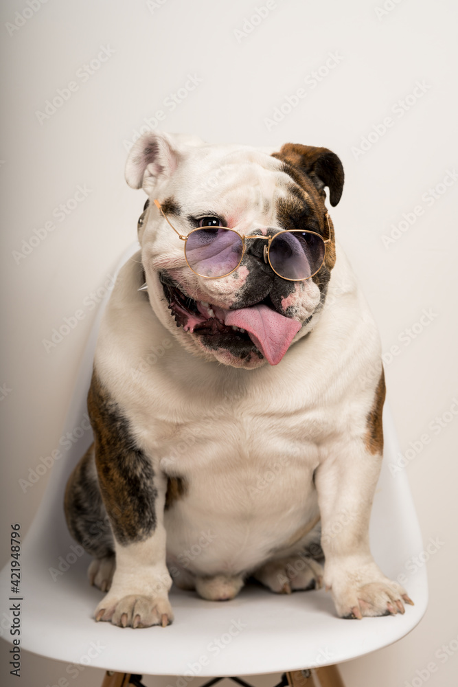 Closeup portrait of a cute bulldog with stylish sunglasses